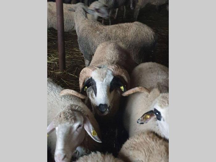 prodaja ovaca i jaganaca sjeničke besplatni mali oglasi