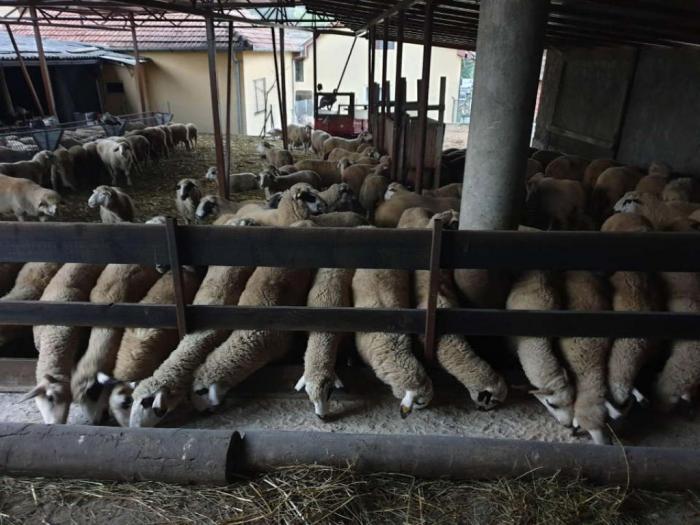 prodaja ovaca i jaganaca sjeničke besplatni mali oglasi