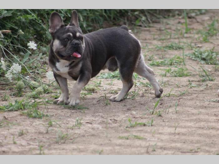 plavi francuski buldog za parenje besplatni mali oglasi