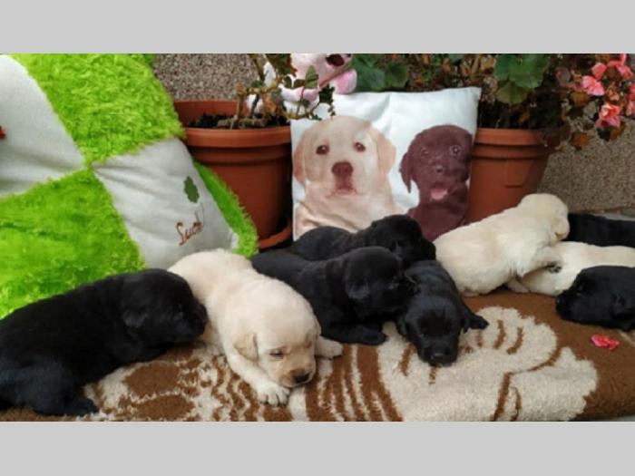 labrador retriver besplatni mali oglasi