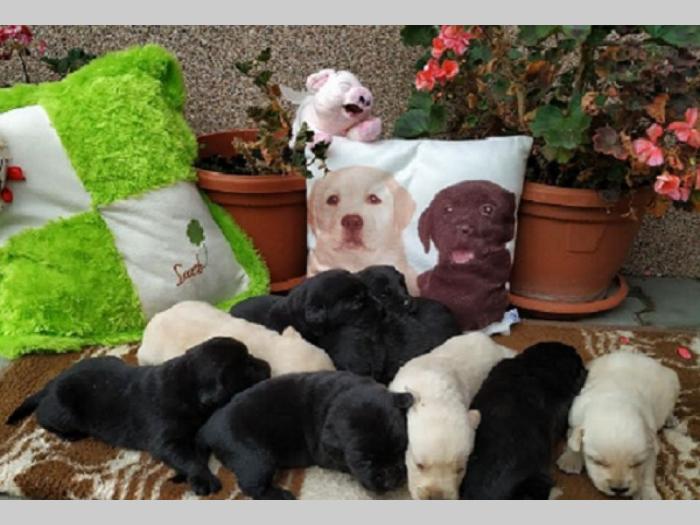 labrador retriver besplatni mali oglasi