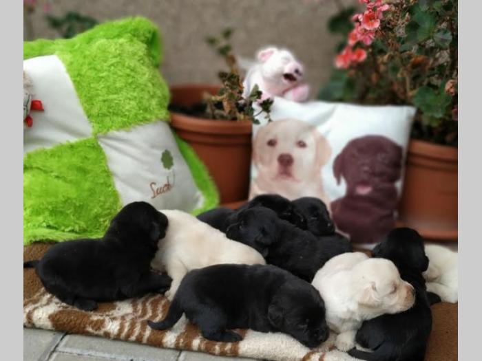 labrador retriver besplatni mali oglasi
