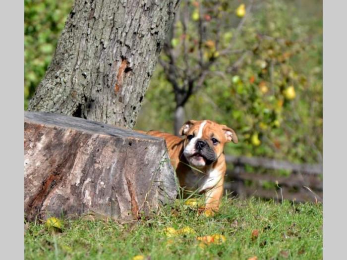 štenci engleskog buldoga besplatni mali oglasi