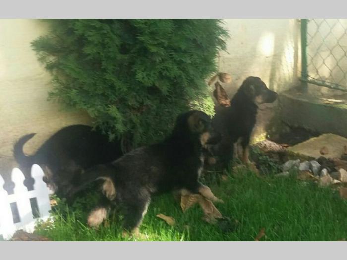 nemački ovčar štenci besplatni mali oglasi