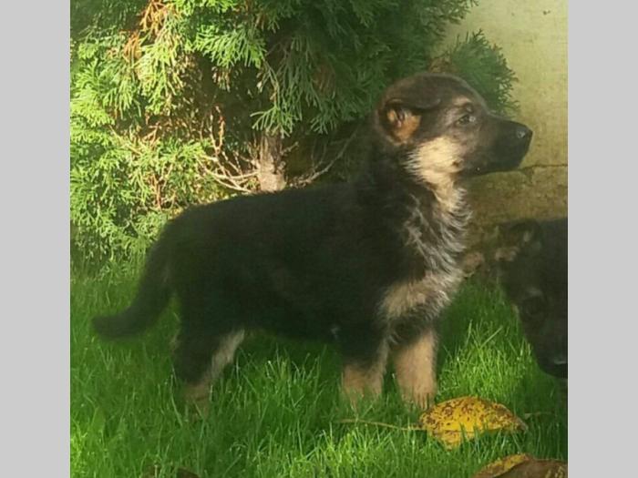 nemački ovčar štenci besplatni mali oglasi