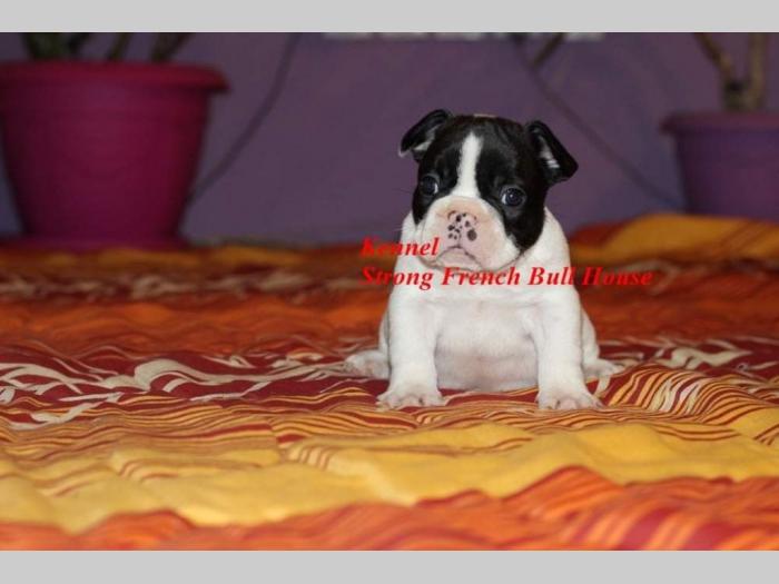 francuski buldog besplatni mali oglasi