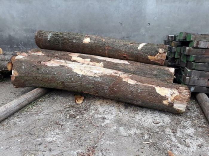 sadnice paulovnije shan tong besplatni mali oglasi