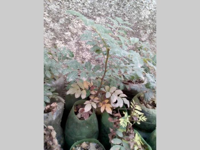 sadnice voćne, hrast, bukva, lipa, breza  besplatni mali oglasi