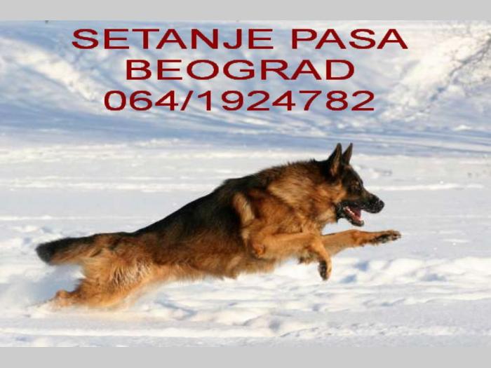 usčuga šetanja pasa beograd besplatni mali oglasi