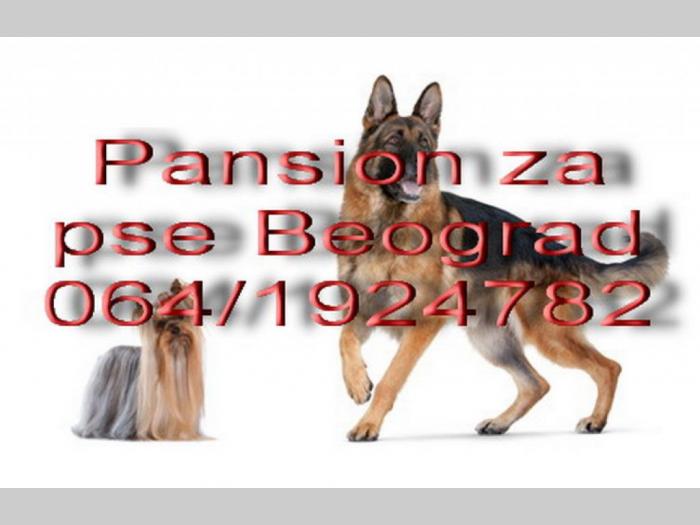 čuvanje pasa beograd besplatni mali oglasi