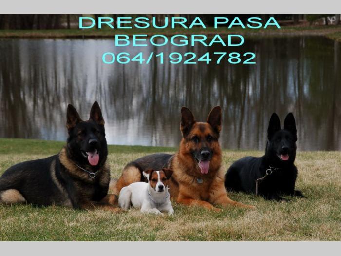 obuka pasa beograd besplatni mali oglasi