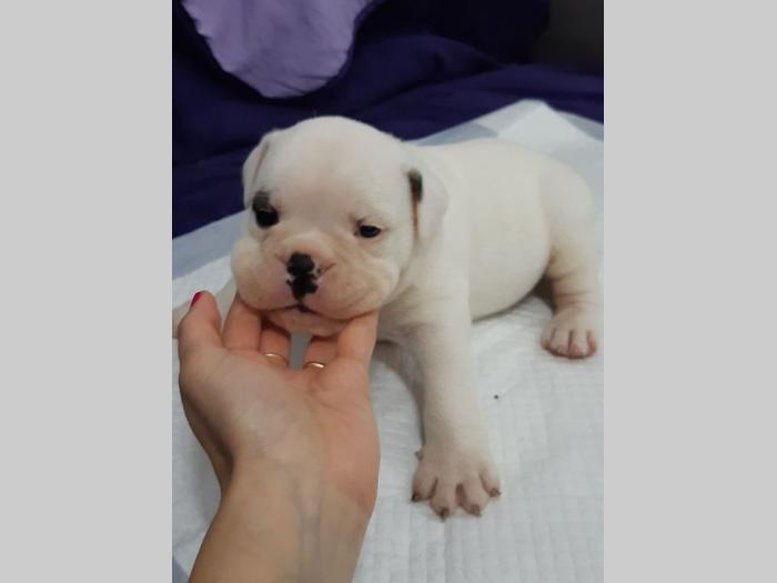 engleski buldog, tri ženkice, odličnog porekla besplatni mali oglasi