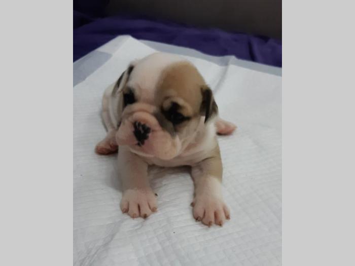 engleski buldog, tri ženkice, odličnog porekla besplatni mali oglasi