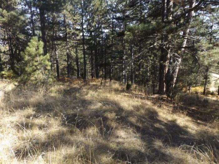 prodaje se plac u mušvetama, zlatibor, čajetina besplatni mali oglasi