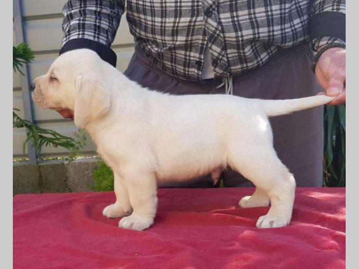 labradori vrhunskog porekla besplatni mali oglasi