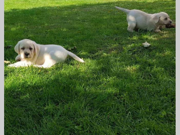 labradori vrhunskog porekla besplatni mali oglasi