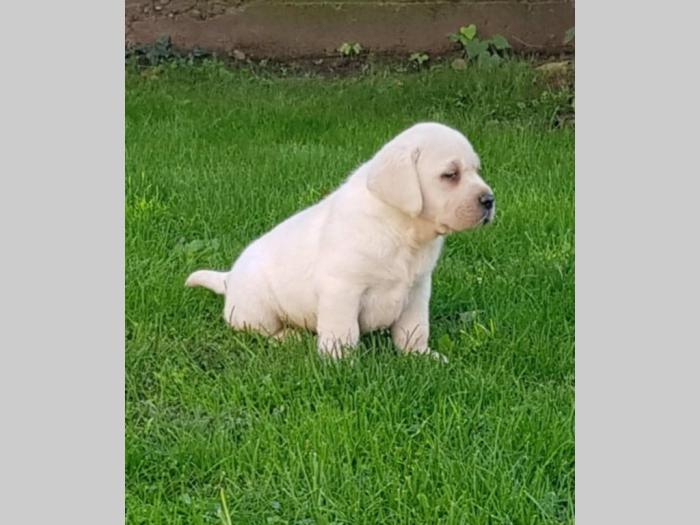 labradori vrhunskog porekla besplatni mali oglasi