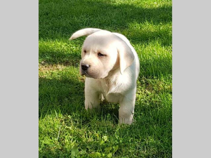labradori vrhunskog porekla besplatni mali oglasi