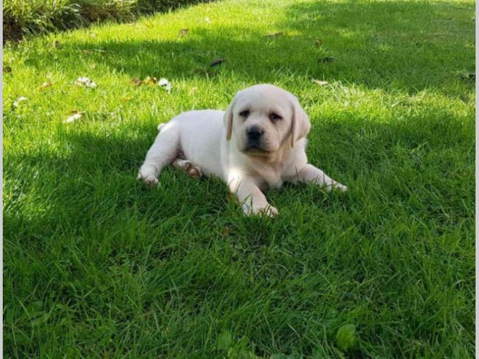 labradori vrhunskog porekla besplatni mali oglasi