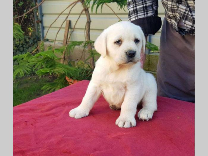 labradori vrhunskog porekla besplatni mali oglasi
