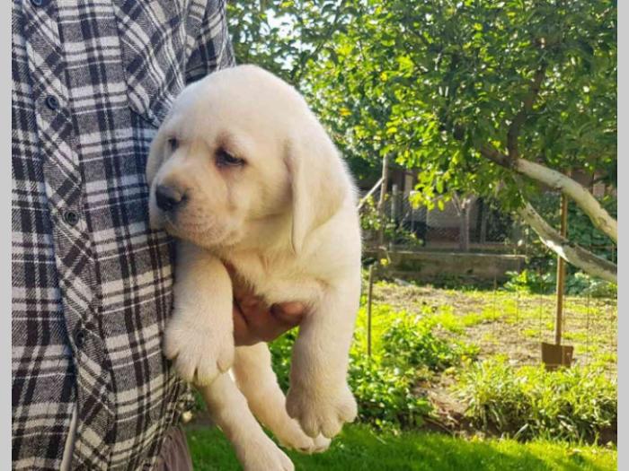 labradori vrhunskog porekla besplatni mali oglasi