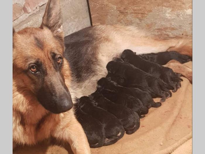 nemački ovčar sa pedigreom besplatni mali oglasi