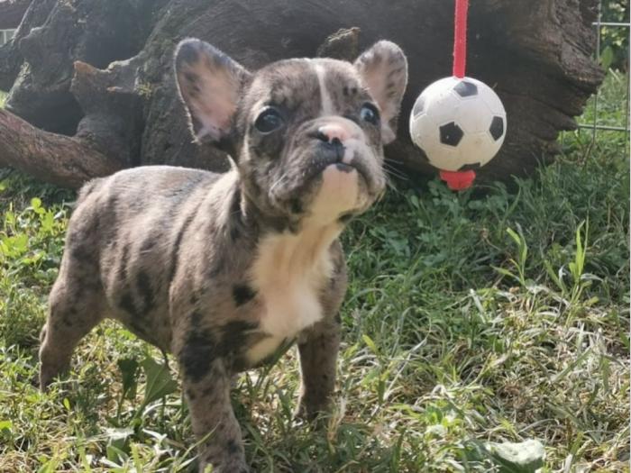 francuski buldog štenci besplatni mali oglasi