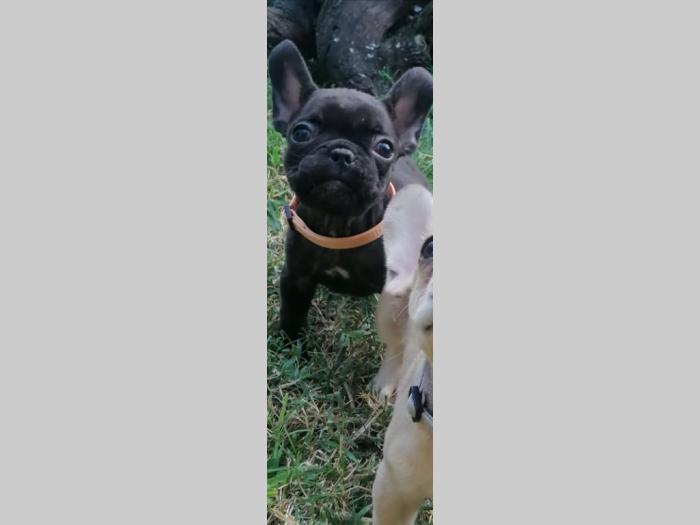 francuski buldog štenci besplatni mali oglasi