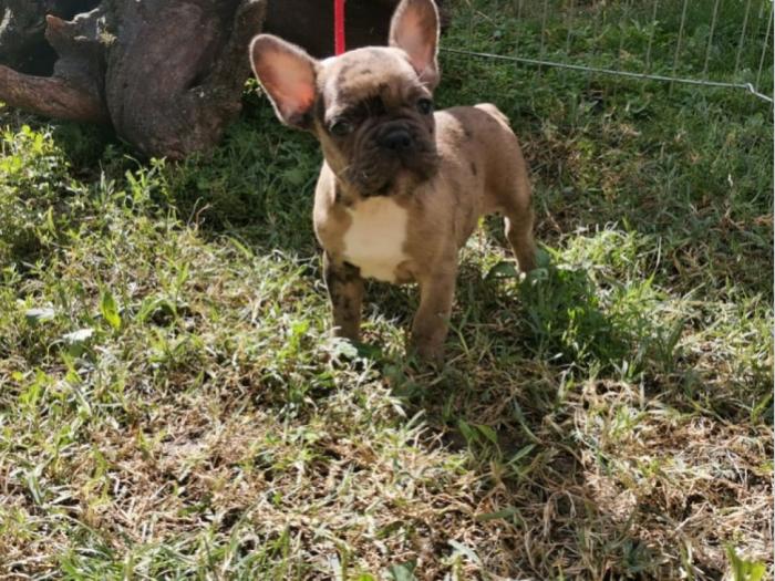 francuski buldog štenci besplatni mali oglasi