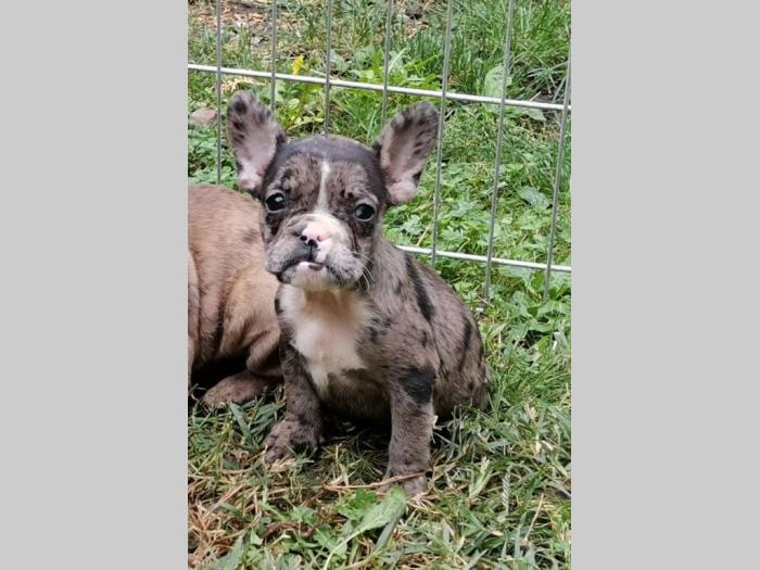 francuski buldog štenci besplatni mali oglasi