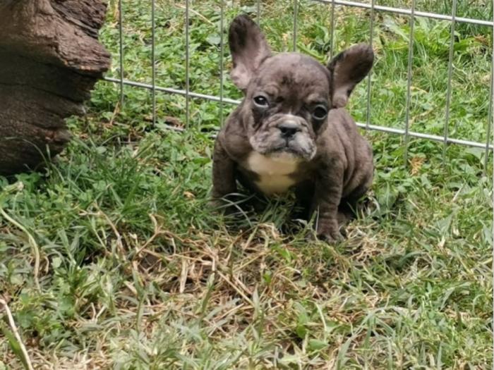 francuski buldog štenci besplatni mali oglasi