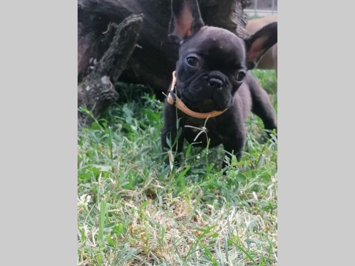 francuski buldog štenci besplatni mali oglasi