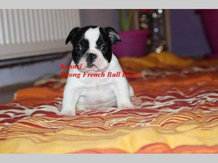 francuski buldog besplatni mali oglasi