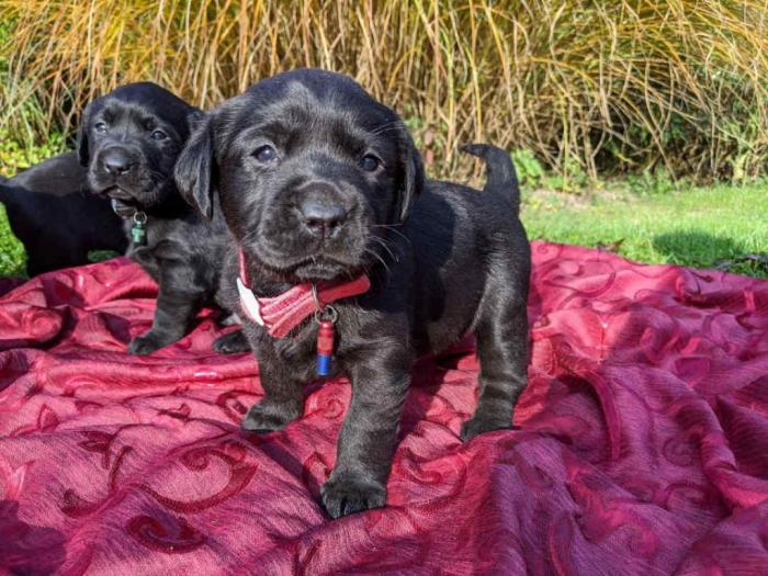 labrador štenci vrhunskog kvaliteta besplatni mali oglasi