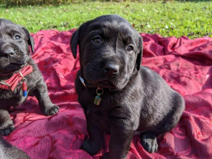 labrador štenci vrhunskog kvaliteta besplatni mali oglasi