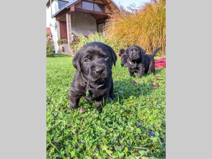 labrador štenci vrhunskog kvaliteta besplatni mali oglasi