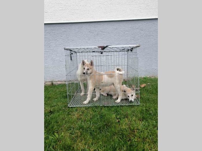 štenci zapadnosibirskih lajki besplatni mali oglasi