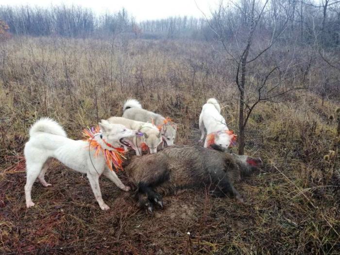 štenci zapadnosibirskih lajki besplatni mali oglasi