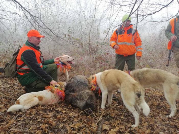 štenci zapadnosibirskih lajki besplatni mali oglasi