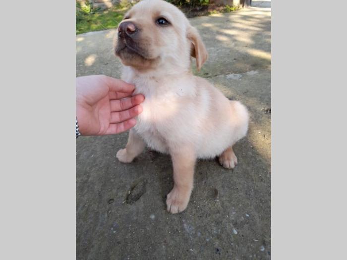 nova legla štenaca labradora besplatni mali oglasi
