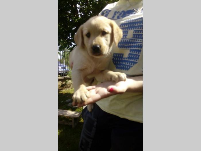 nova legla štenaca labradora besplatni mali oglasi