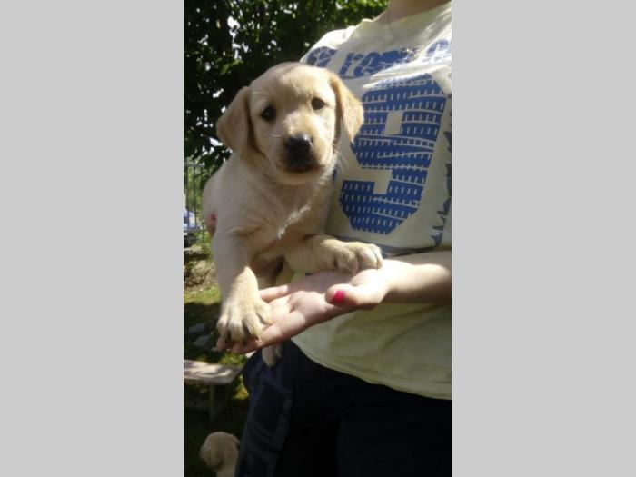 nova legla štenaca labradora besplatni mali oglasi