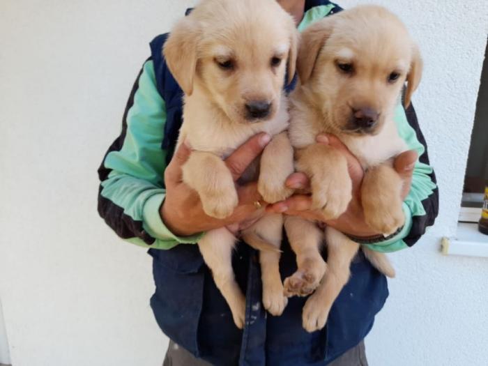 nova legla štenaca labradora besplatni mali oglasi