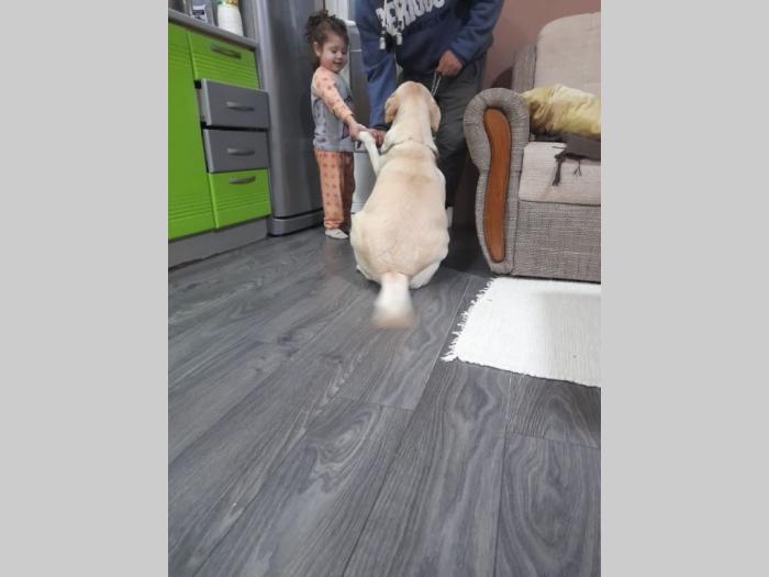 nova legla štenaca labradora besplatni mali oglasi