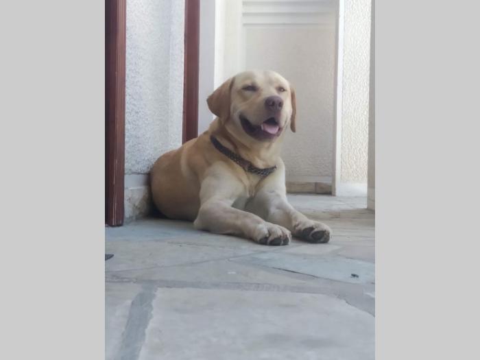 nova legla štenaca labradora besplatni mali oglasi