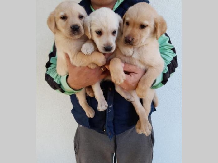 nova legla štenaca labradora besplatni mali oglasi
