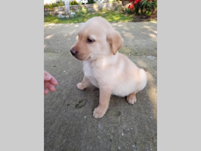 nova legla štenaca labradora besplatni mali oglasi