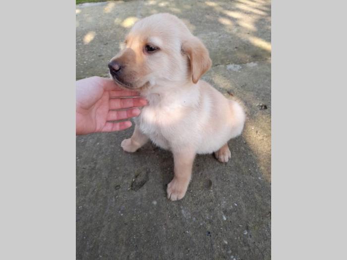 nova legla štenaca labradora besplatni mali oglasi