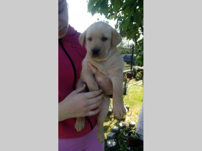 nova legla štenaca labradora besplatni mali oglasi