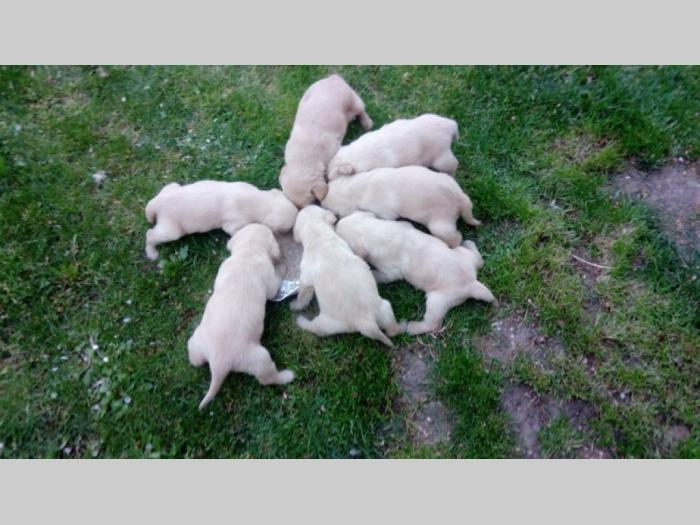 nova legla štenaca labradora besplatni mali oglasi